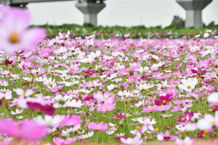 2023彰化社頭織襪芭樂觀光節 於12/8-10盛大登場