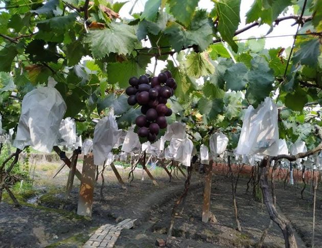 【小確幸葡萄園】葡萄