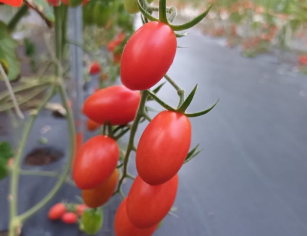 【平哥蔬果園】玉女小番茄