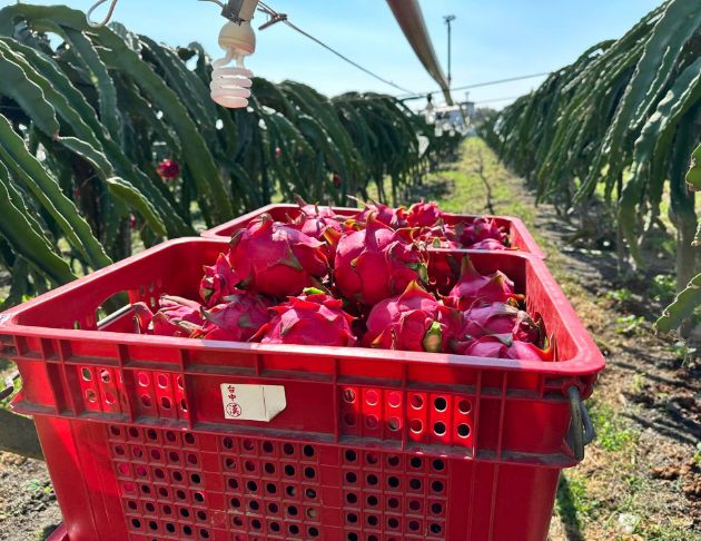 【竹圍莊菇果園】紅龍果