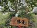 【搞剛農夫】珍珠芭樂