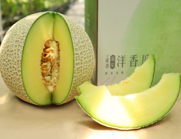 【晨照農場】溫室阿露斯洋香瓜