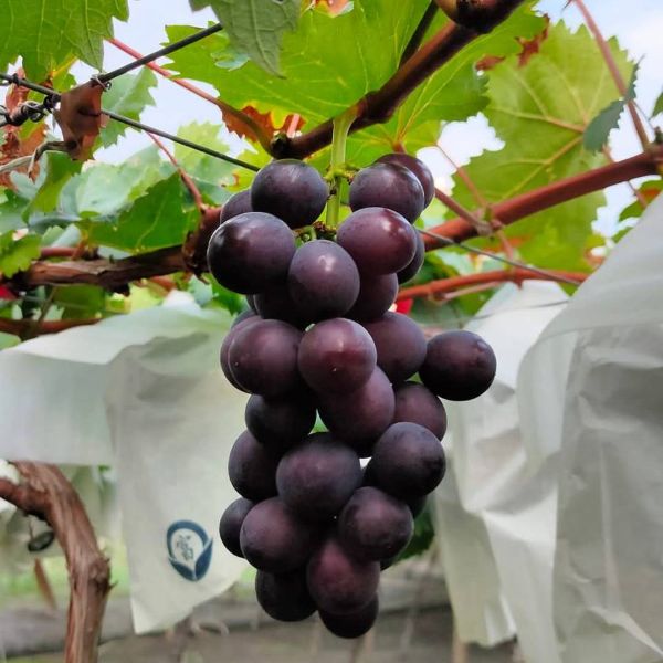 【小確幸葡萄園】葡萄