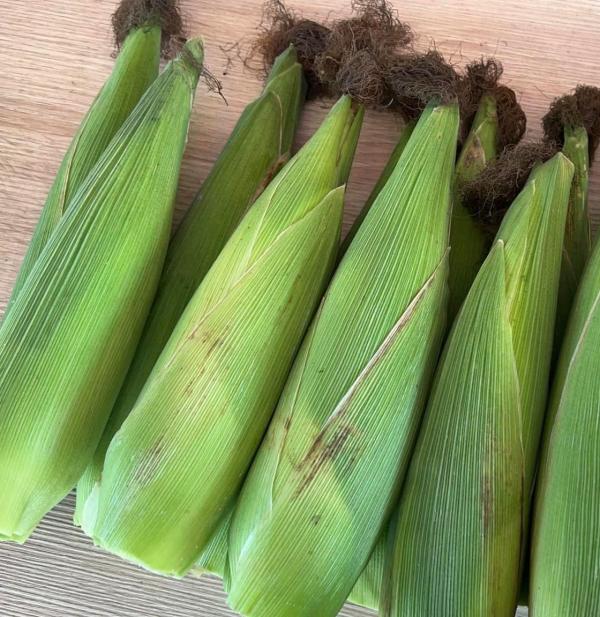 【陶子姐草莓園】玉米