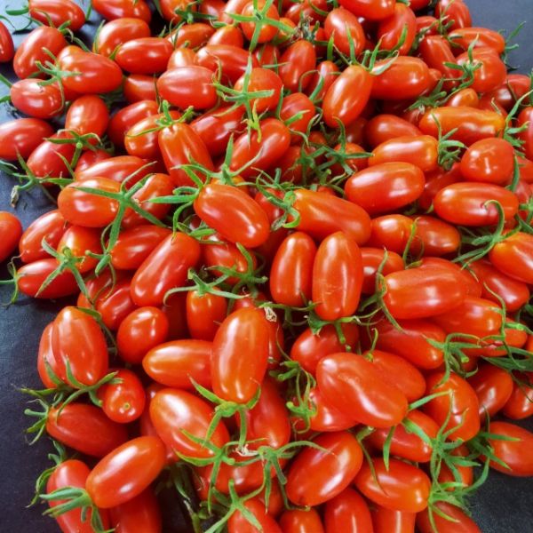 【陳台鎮】小番茄