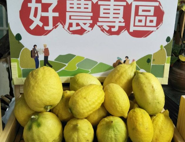 【279順福農場】義大利香檸檬